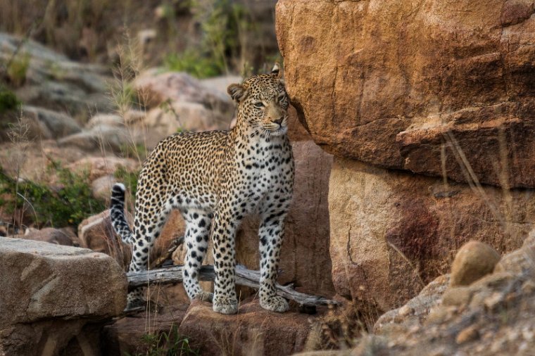 014 Timbavati Private Game Reserve, luipaard.jpg